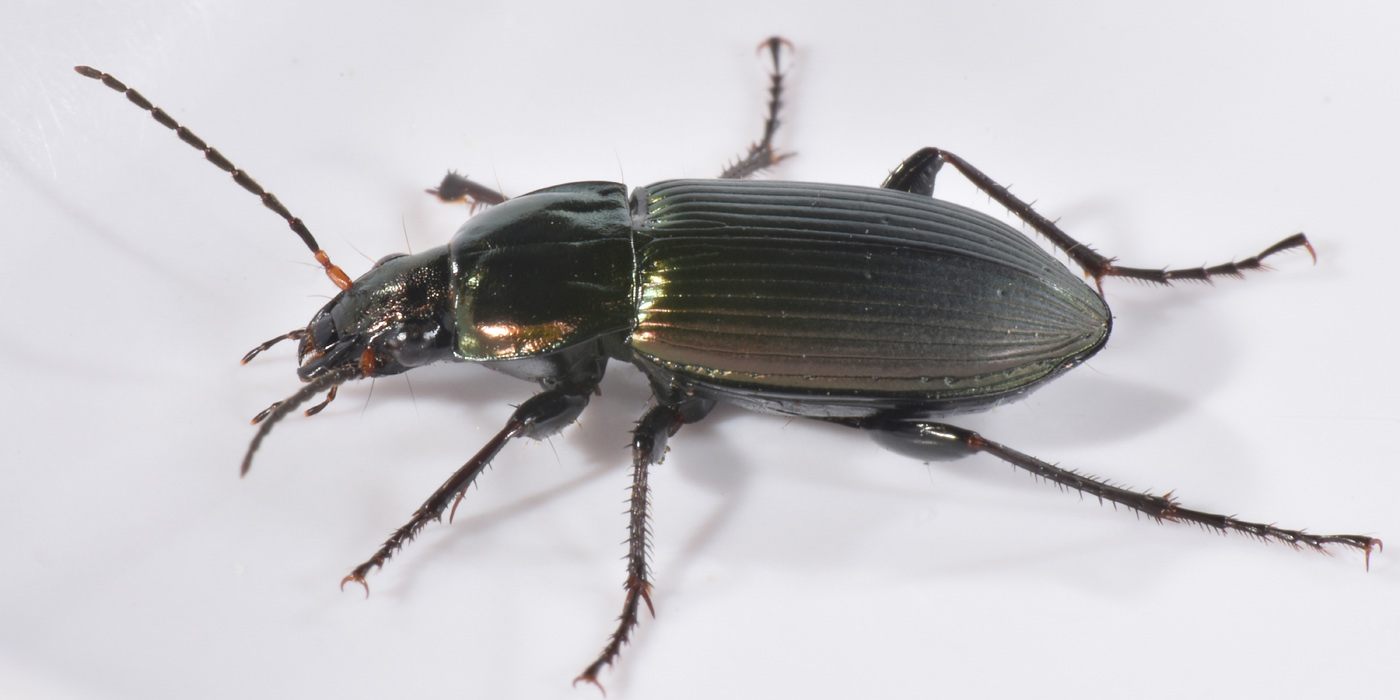 Carabidae: Poecilus cupreus?